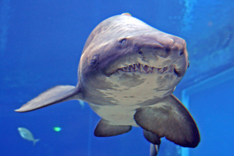 Ushaca Ras uShaka Marine World - Museum Explorer SA