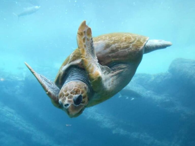 Ushaca Ras uShaka Marine World - Museum Explorer SA